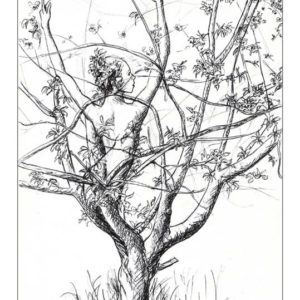 dessin fée Cerisier