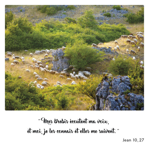 Carte Mes brebis écoutent ma voix
